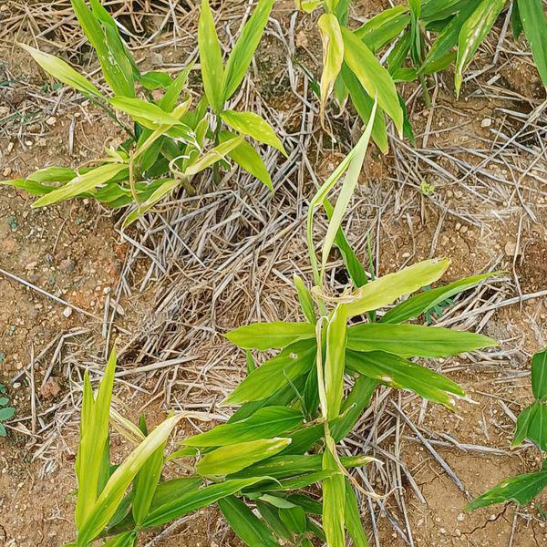 zagro_ferticombi_ginger_grow_1