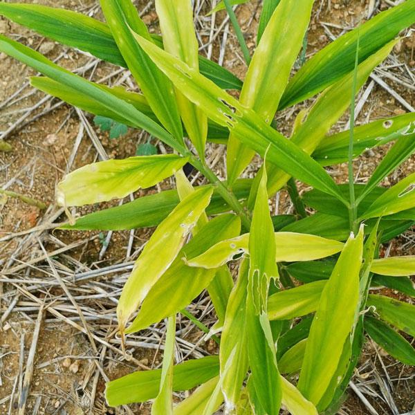 zagro_ferticombi_ginger_grow_2