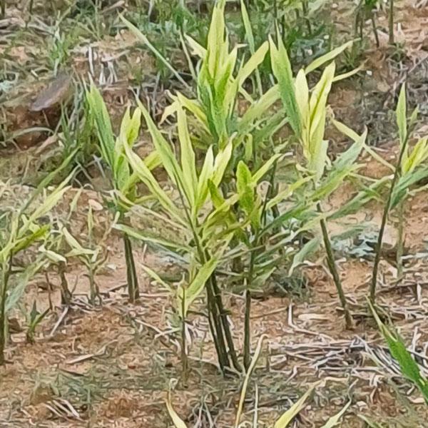 zagro_ferticombi_ginger_grow_3