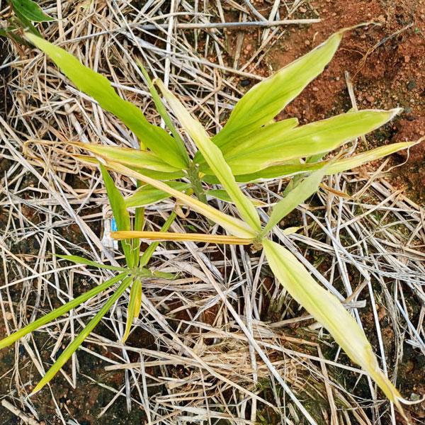 zagro_ferticombi_ginger_grow_4