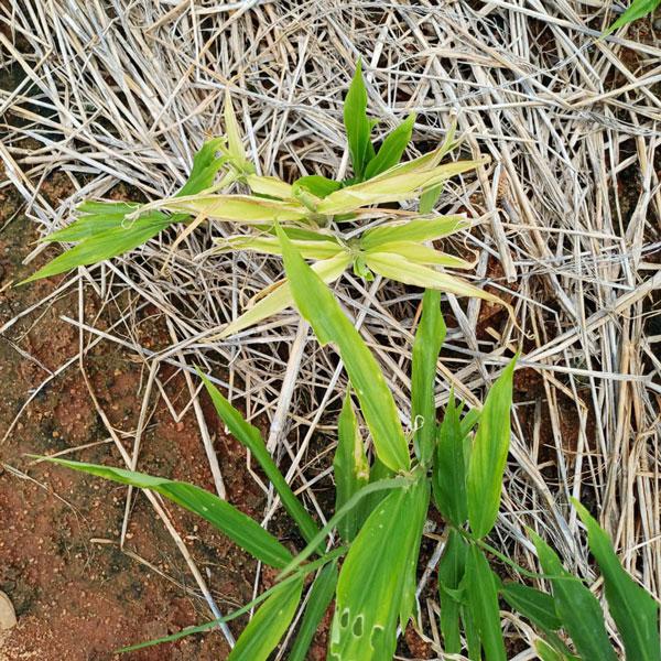 zagro_ferticombi_ginger_grow_7